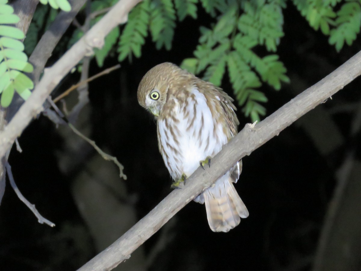 Peruvian Pygmy-Owl - ML105193031