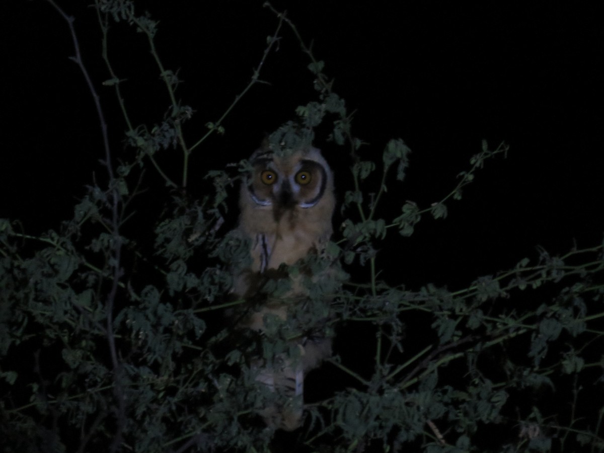 Striped Owl - ML105193071