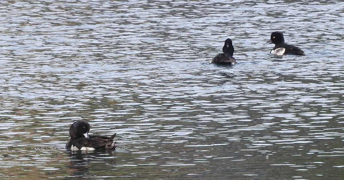 Tufted Duck - ML105194301
