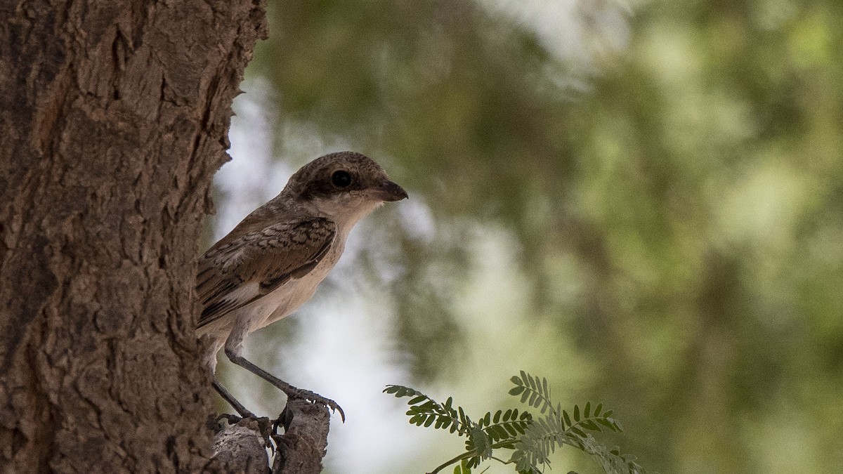Bay-backed Shrike - ML105194321