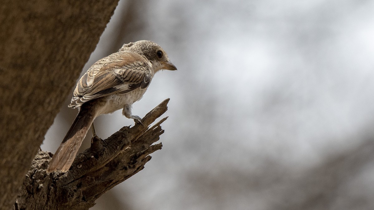 Bay-backed Shrike - ML105194451