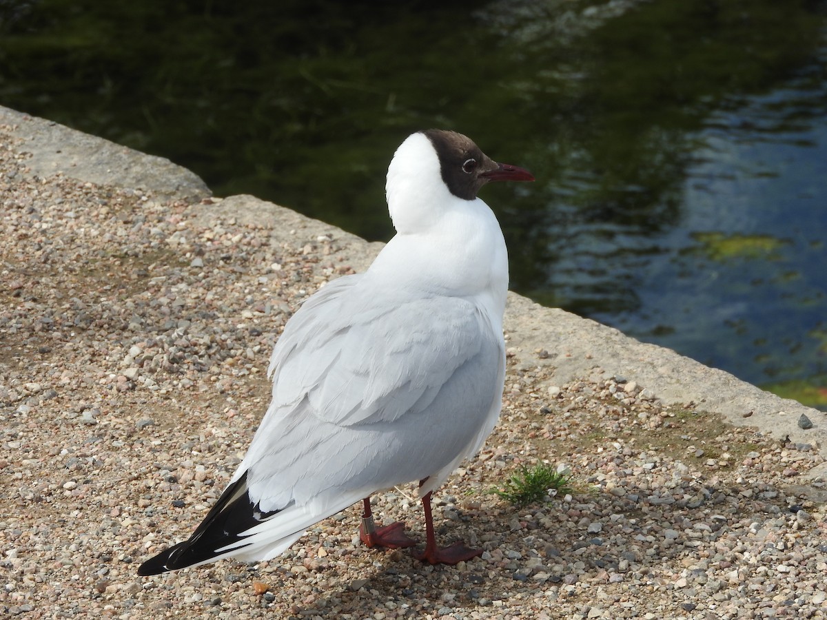 Black-headed Gull - ML105194521