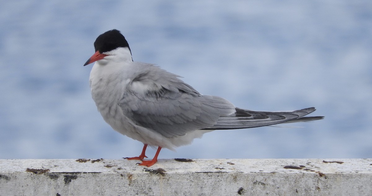 Common Tern - ML105194731