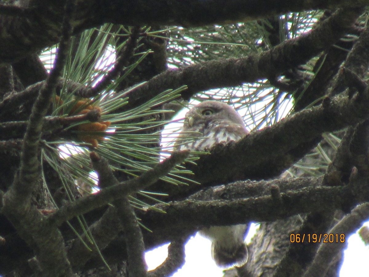 Northern Pygmy-Owl - ML105195441