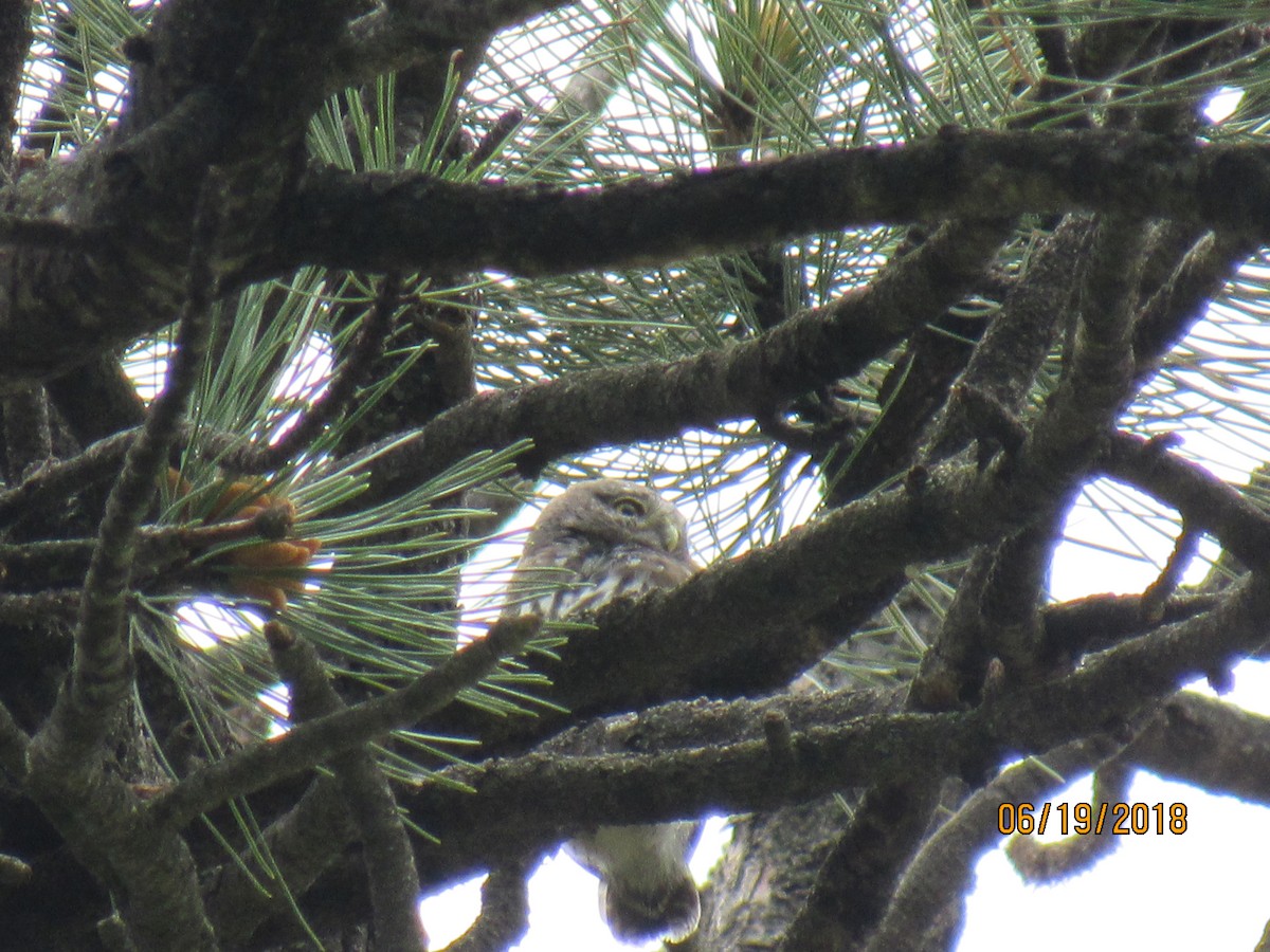 Northern Pygmy-Owl - ML105195451