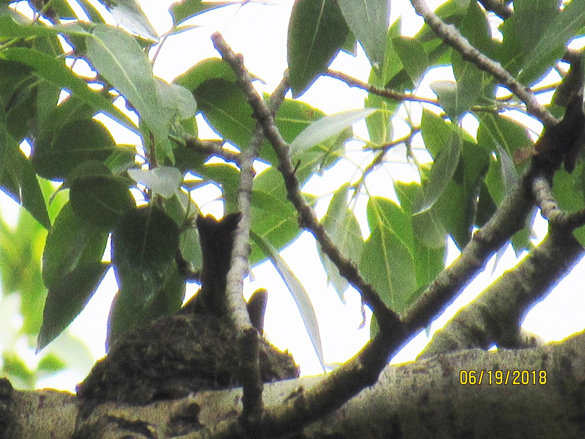 Western Wood-Pewee - ML105195501