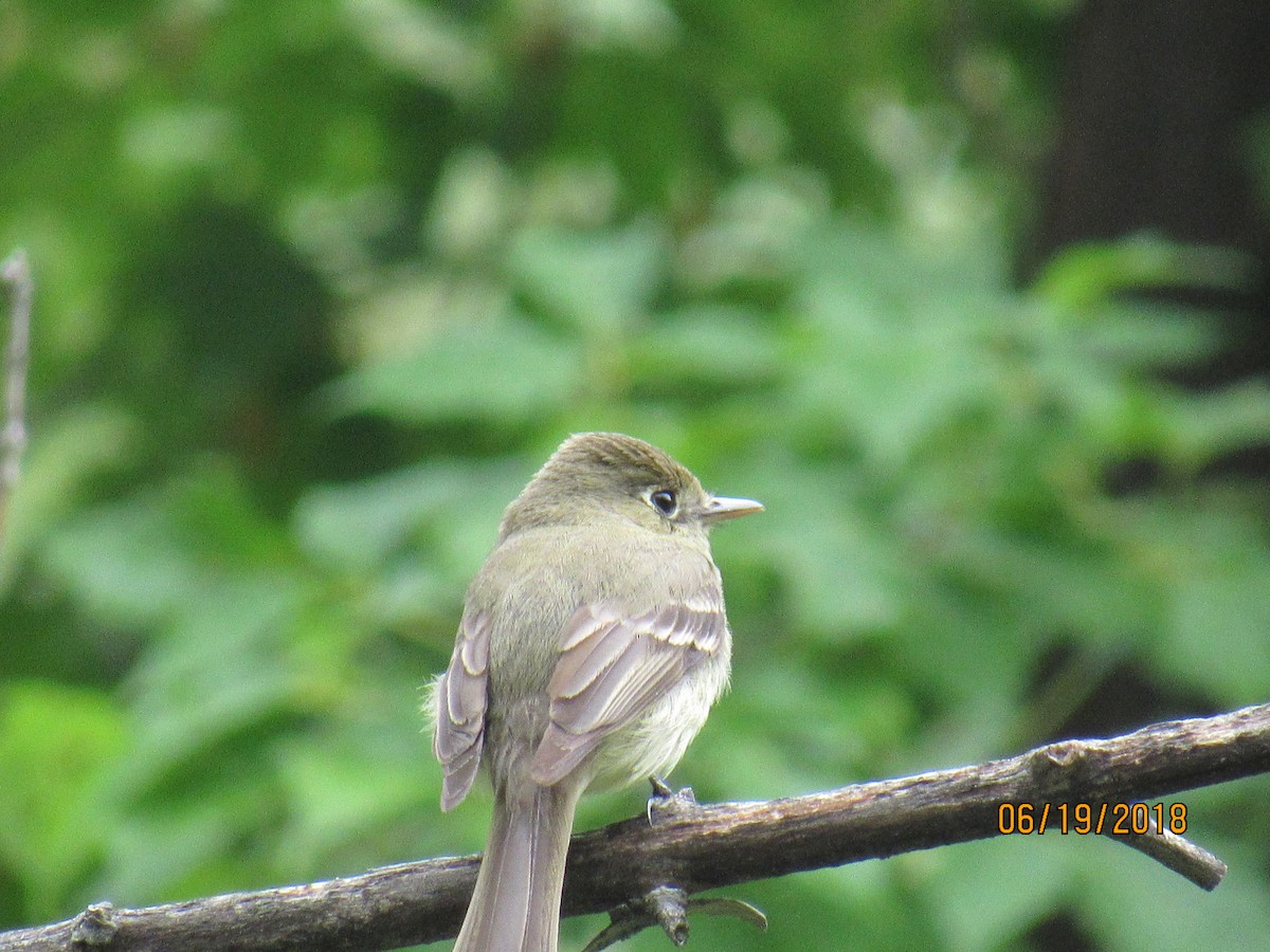 Western Flycatcher (Cordilleran) - ML105195551