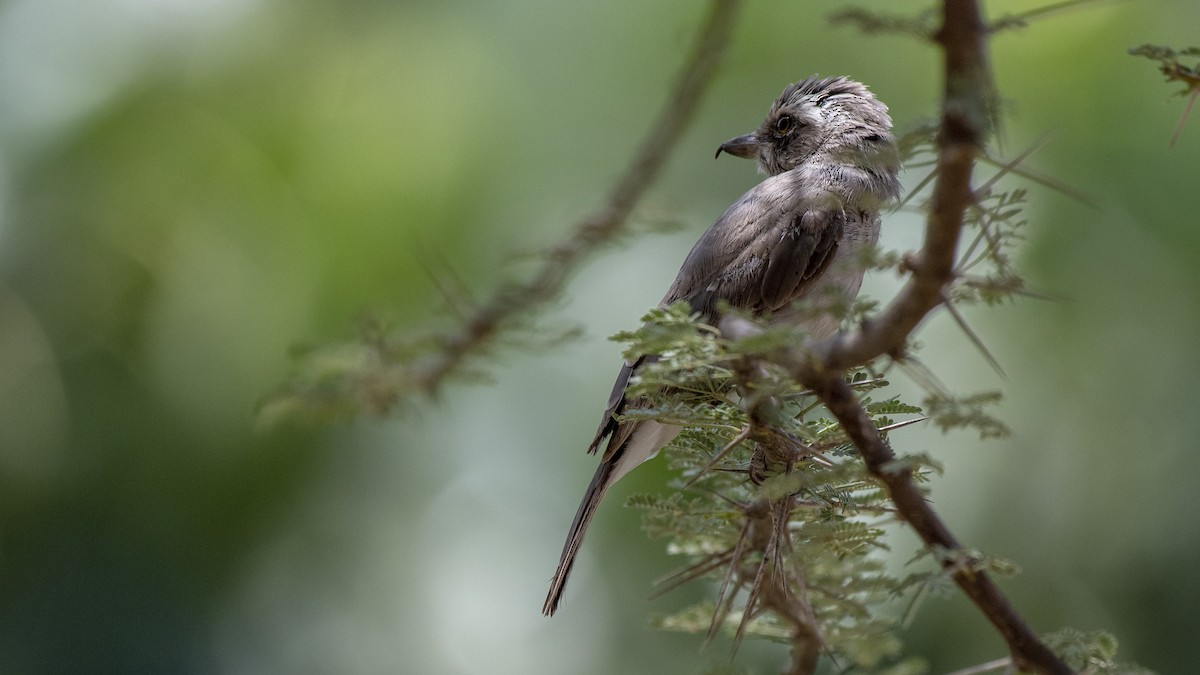 Common Woodshrike - ML105195961
