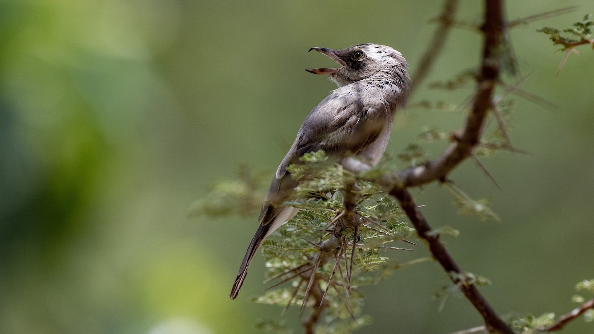 Common Woodshrike - ML105195971