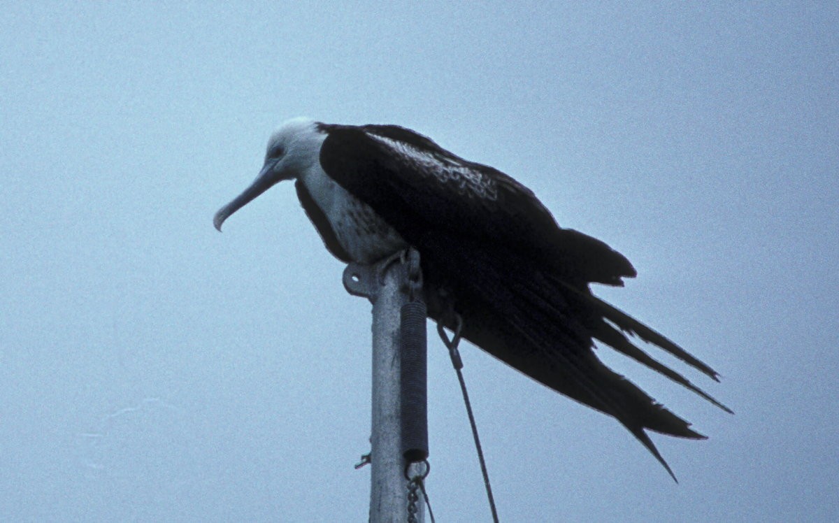 Magnificent Frigatebird - ML105197301