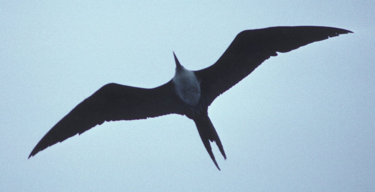 Magnificent Frigatebird - ML105197311