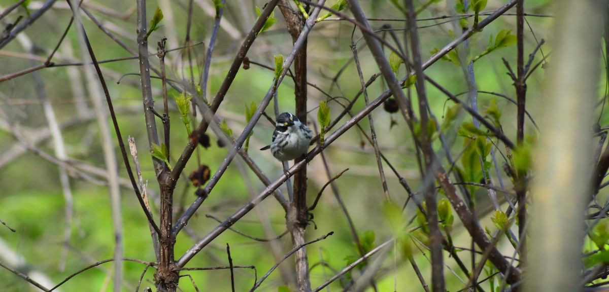 Black-throated Gray Warbler - ML105203421