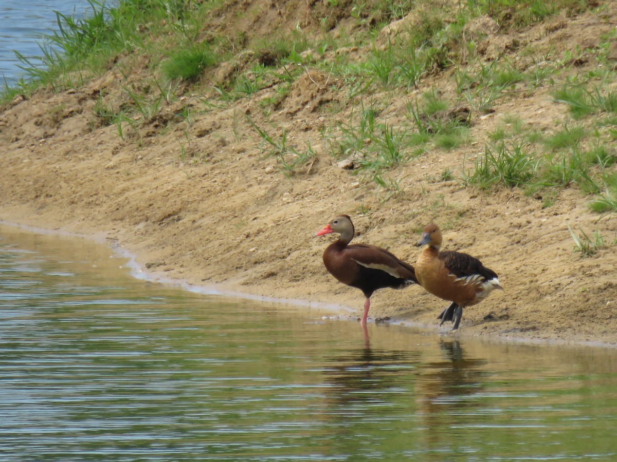 Fulvous Whistling-Duck - ML105204271