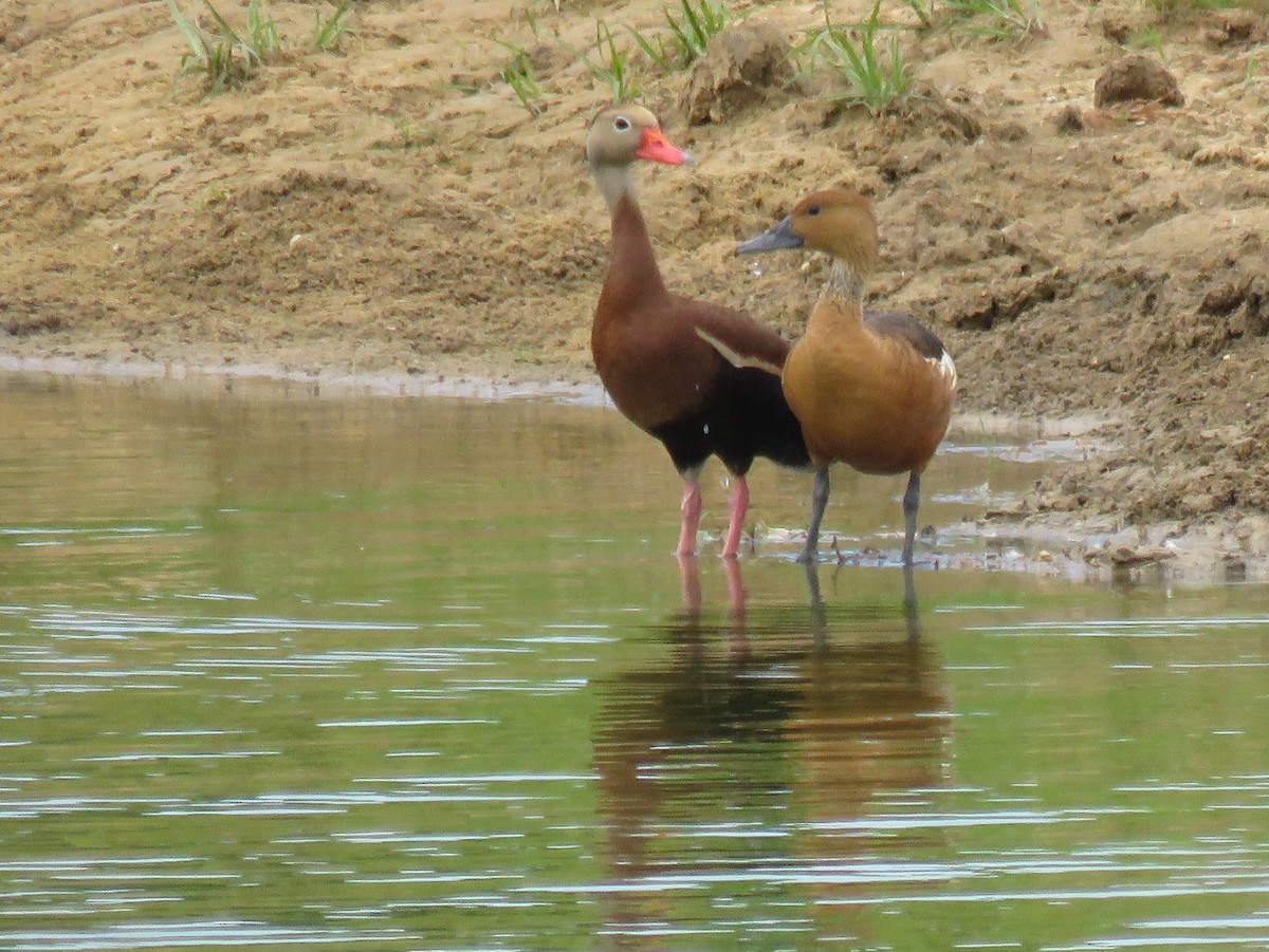 Fulvous Whistling-Duck - ML105204311