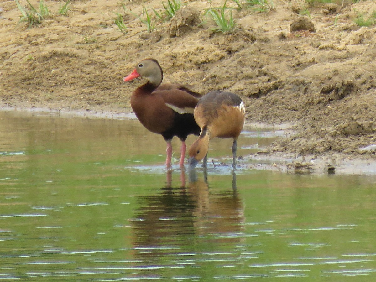 Fulvous Whistling-Duck - ML105204341