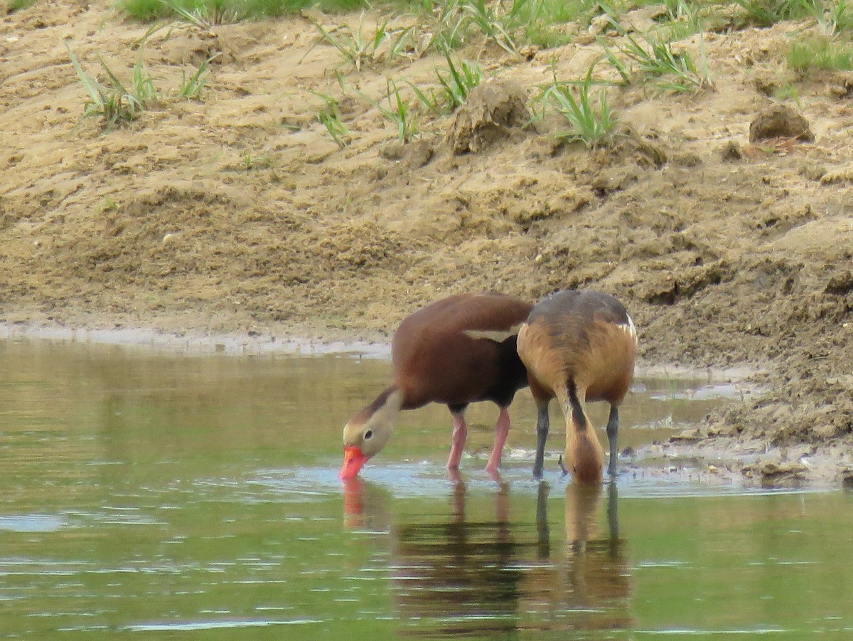 Fulvous Whistling-Duck - ML105204361