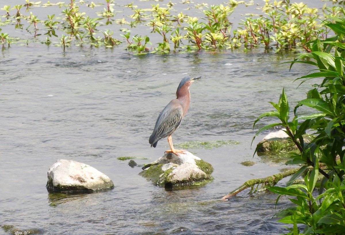 Green Heron - ML105205081