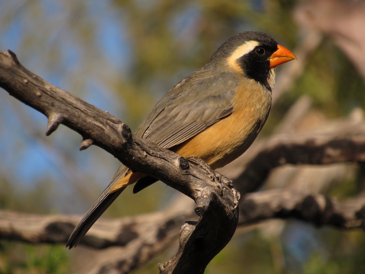 Golden-billed Saltator - ML105206341