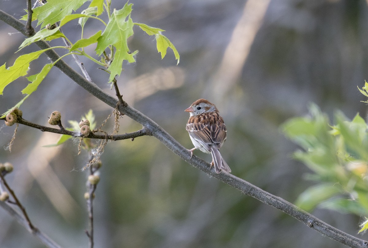 Field Sparrow - ML105206441