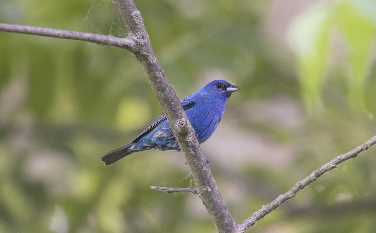 Indigo Bunting - ML105206491