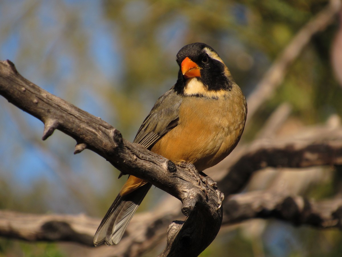 Golden-billed Saltator - ML105206541