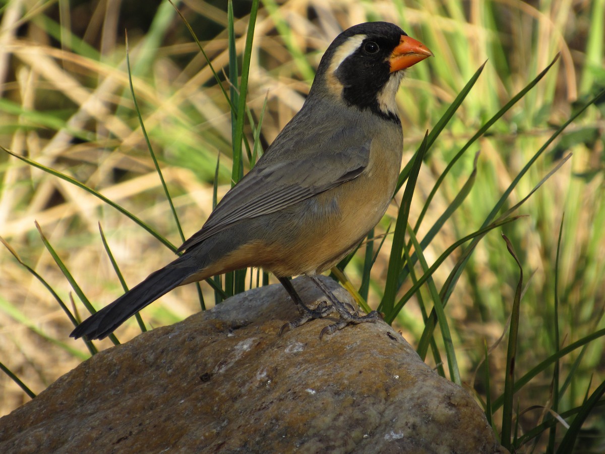 Golden-billed Saltator - ML105206631