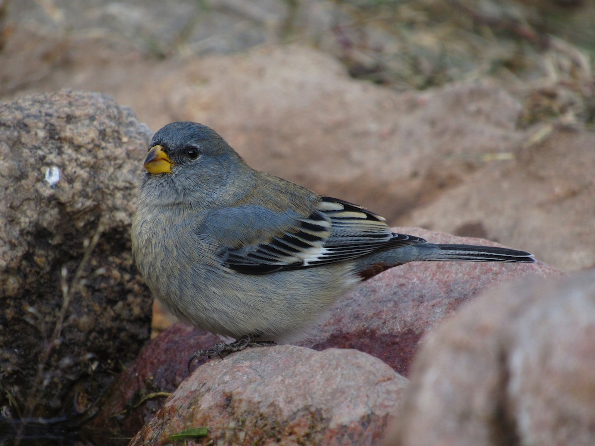 Band-tailed Seedeater - ML105207361