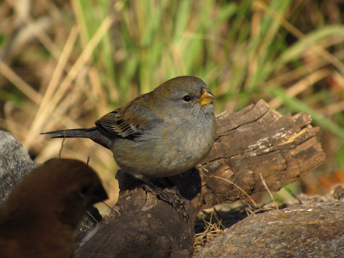 Band-tailed Seedeater - ML105207461
