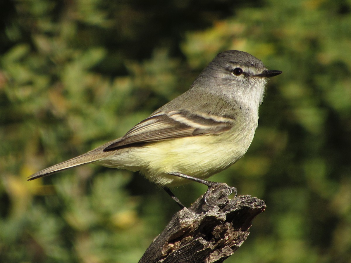 Straneck's Tyrannulet - samuel olivieri bornand