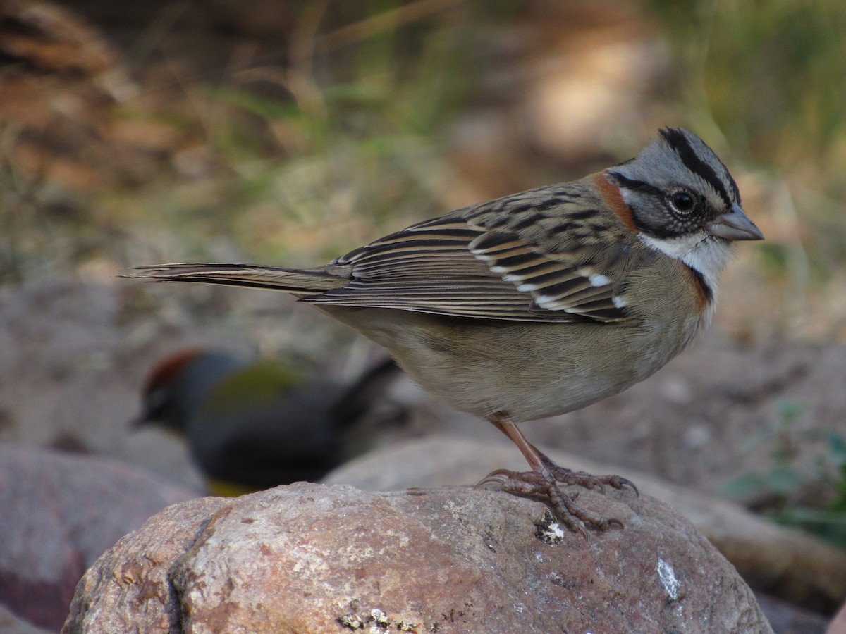 Rufous-collared Sparrow - ML105208521