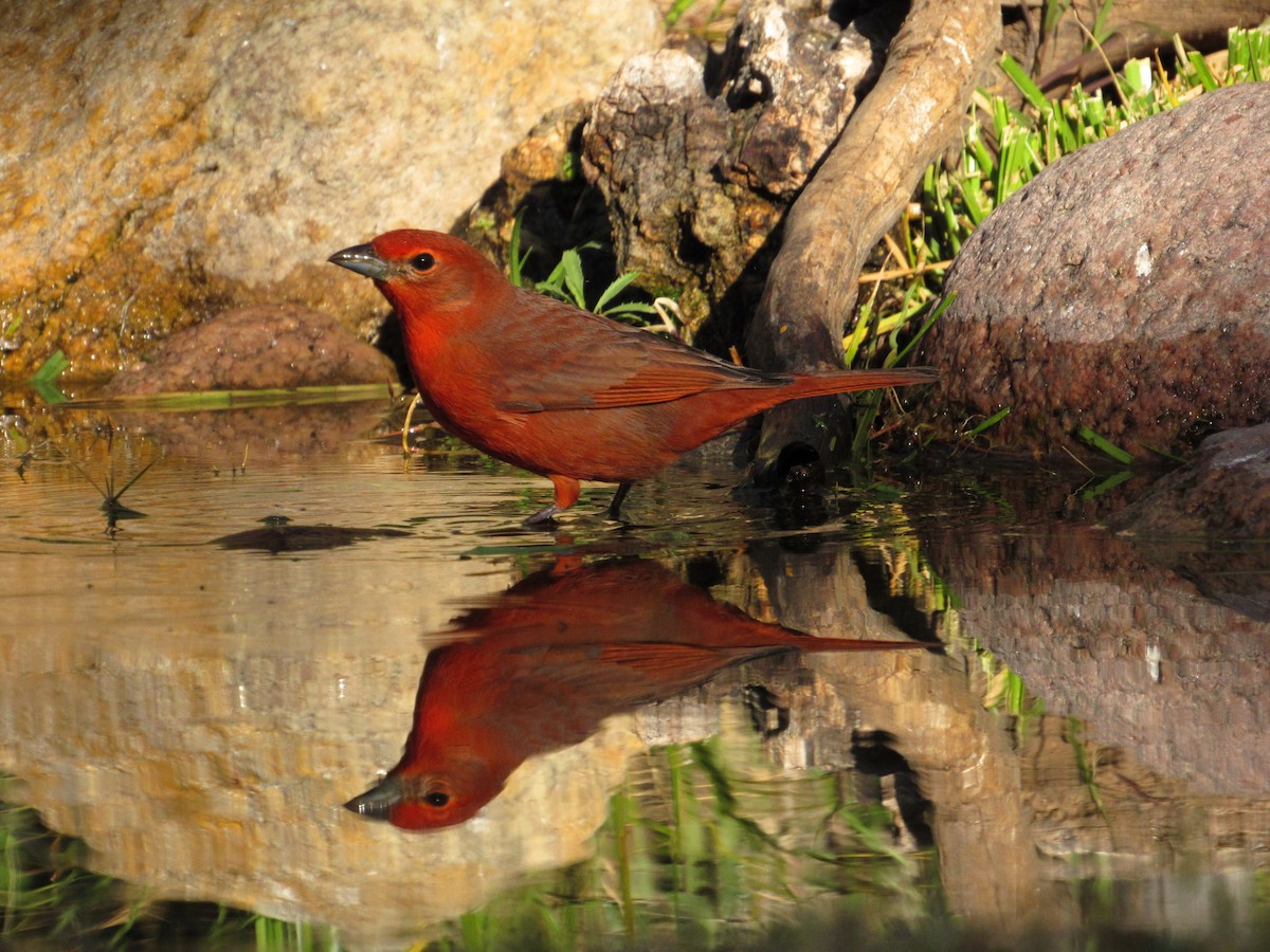 Hepatic Tanager - ML105208581