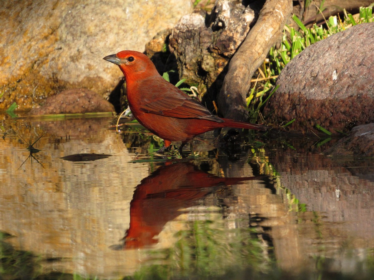 Hepatic Tanager - ML105208681