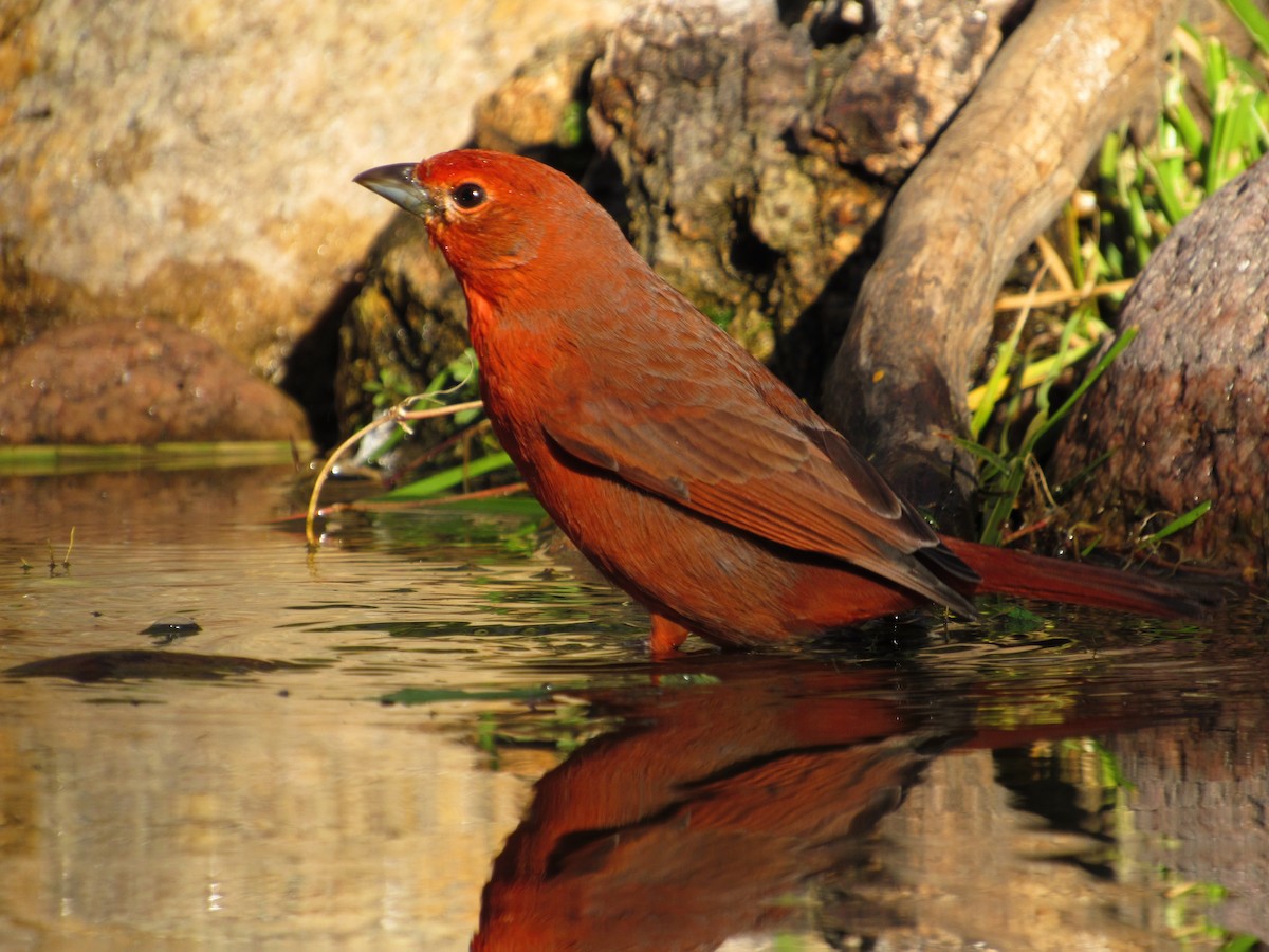 Hepatic Tanager - ML105208721