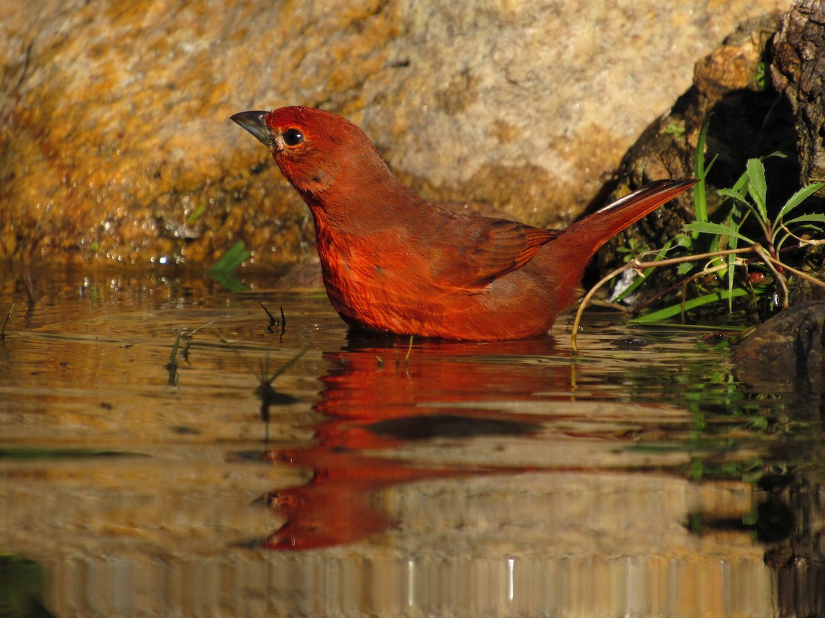 Hepatic Tanager - ML105208731