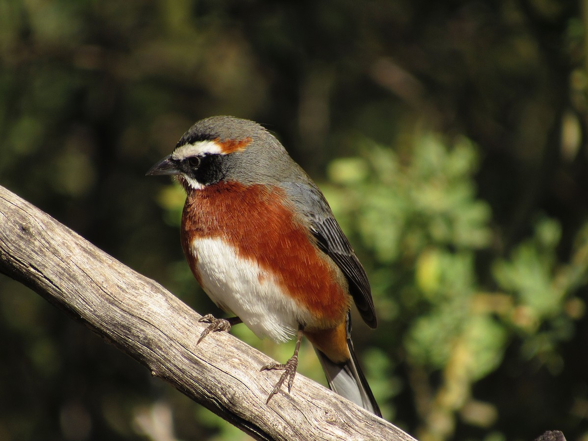 Black-and-chestnut Warbling Finch - ML105209111