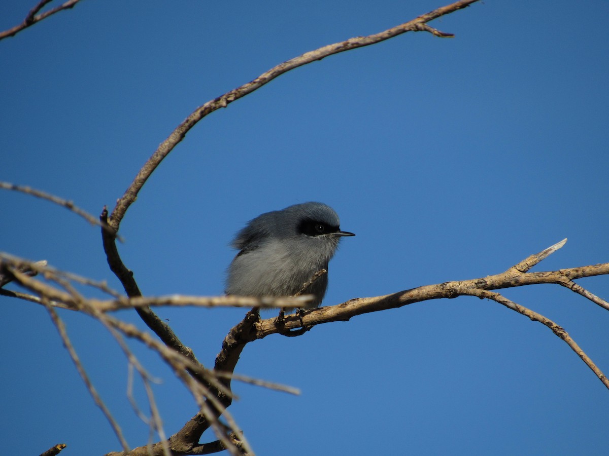 Masked Gnatcatcher - ML105209371