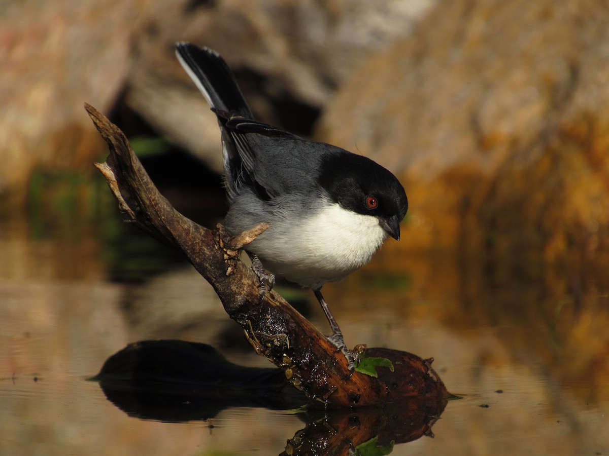 Black-capped Warbling Finch - ML105209381