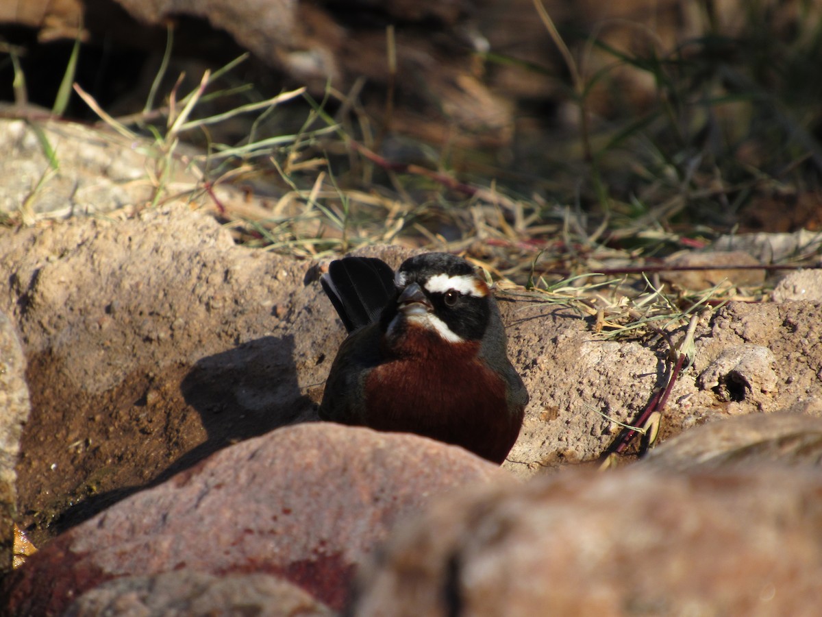 Black-and-chestnut Warbling Finch - ML105209391