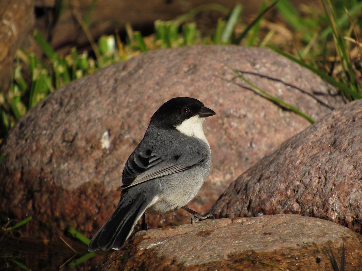 Black-capped Warbling Finch - ML105209441