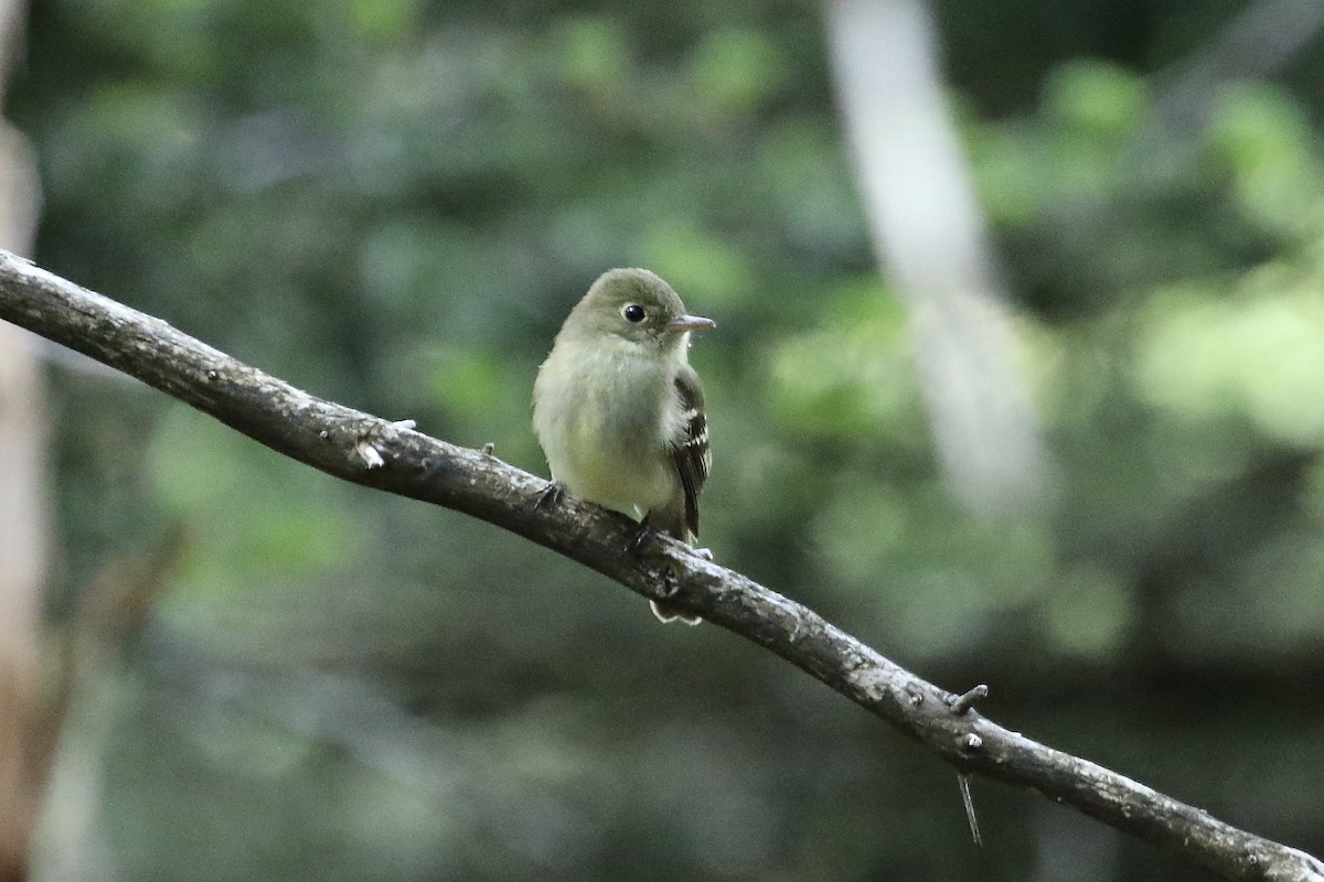 Yellow-bellied Flycatcher - ML105211781