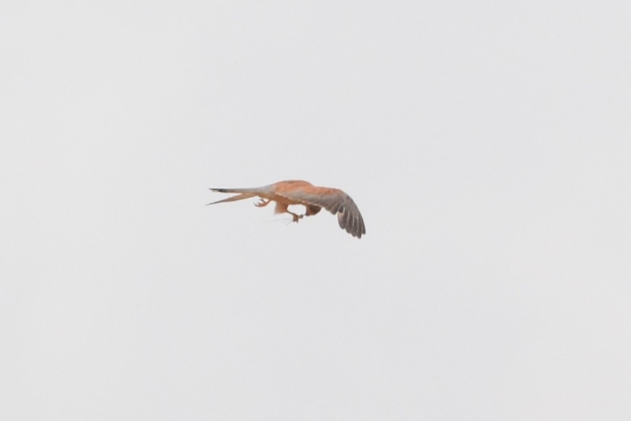 Lesser Kestrel - ML105211931