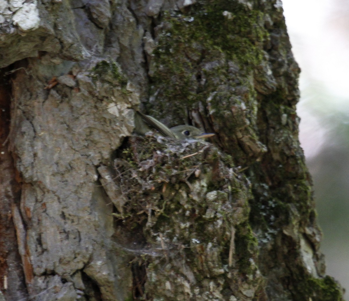 Batı Amerika Sinekkapanı (occidentalis/hellmayri) - ML105212721