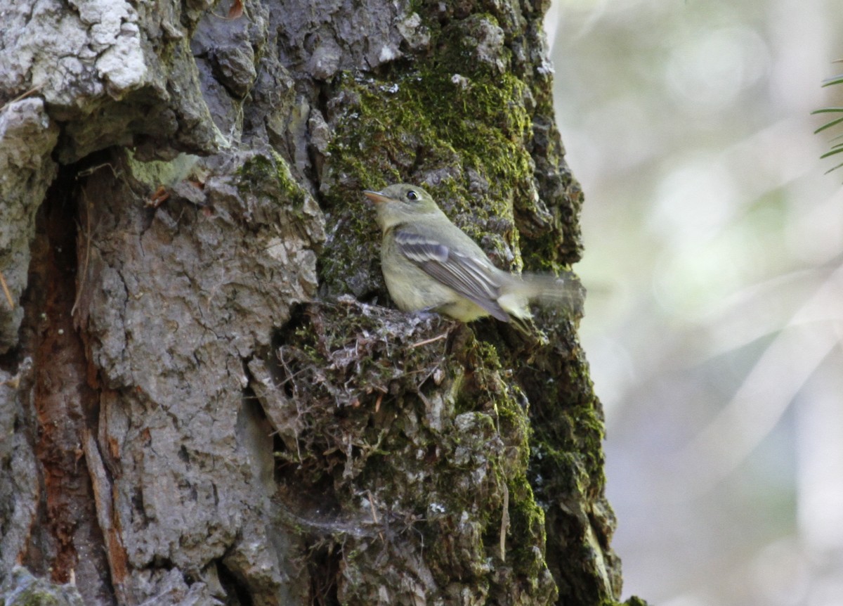 Western Flycatcher (Cordilleran) - ML105212741