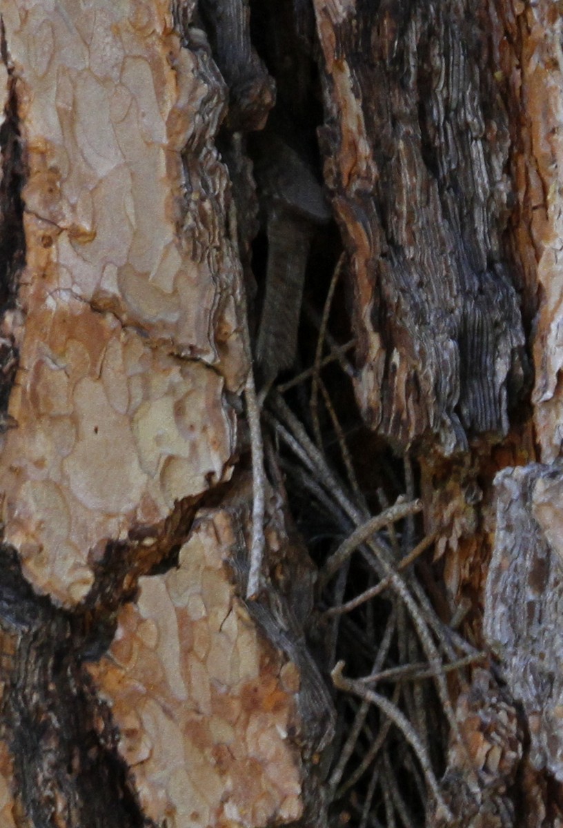 House Wren - ML105212891