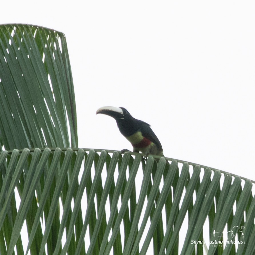 Black-necked Aracari - ML105212901