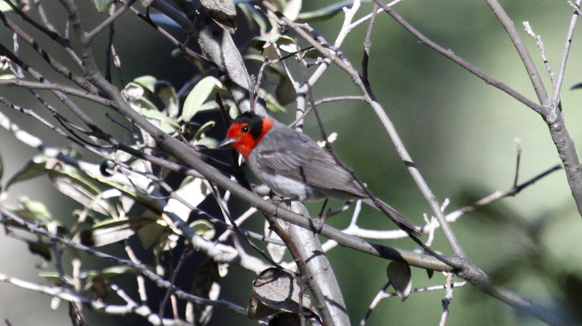 Red-faced Warbler - ML105212911