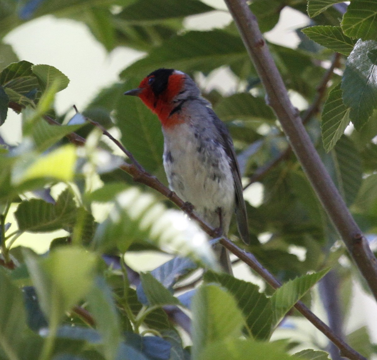 Red-faced Warbler - ML105212921