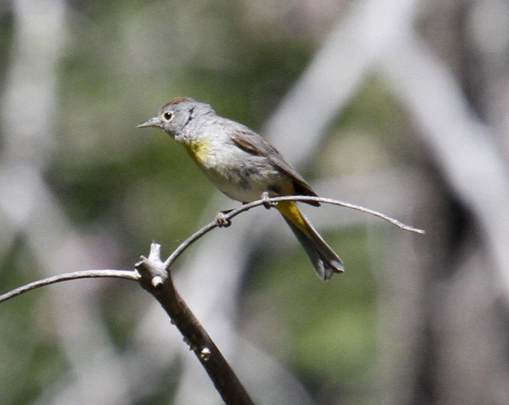 Virginia's Warbler - ML105213021