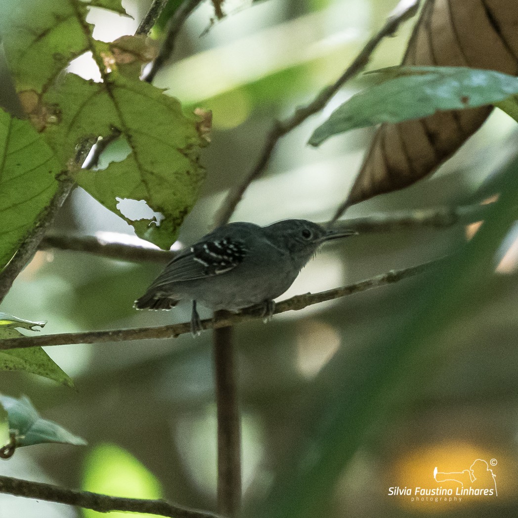 Gray Antwren - ML105213071