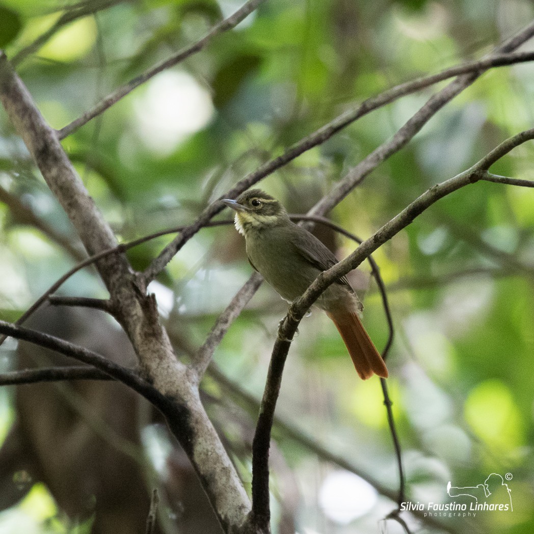 Rufous-rumped Foliage-gleaner - ML105213291